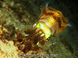 Early Christmas Spectrum Show at Redang Island.. Taken wi... by Adrian Schokman 